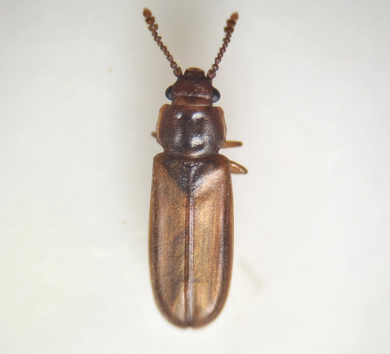 Pediacus dermestoides - bunkóscsápú lapbogár