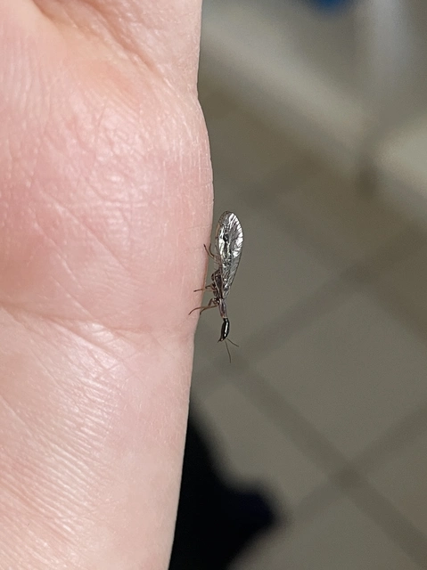 Raphidioptera - Tevenyakú-fátyolkák