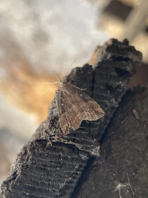 Hypena rostralis - közönséges karcsúbagoly