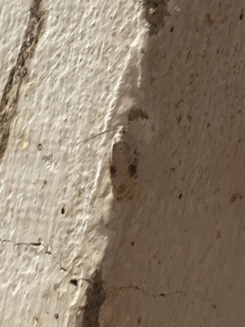 Agonopterix alstromeriana - bürök-laposmoly