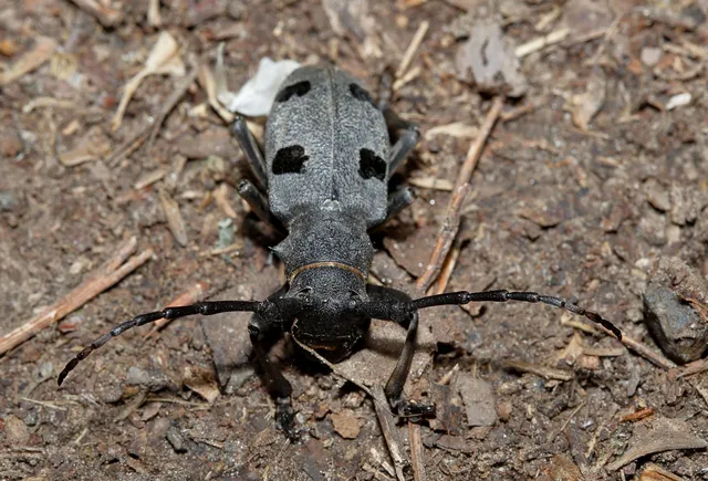Morimus asper funereus - gyászcincér