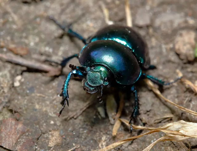 Trypocopris vernalis - tavaszi álganéjtúró