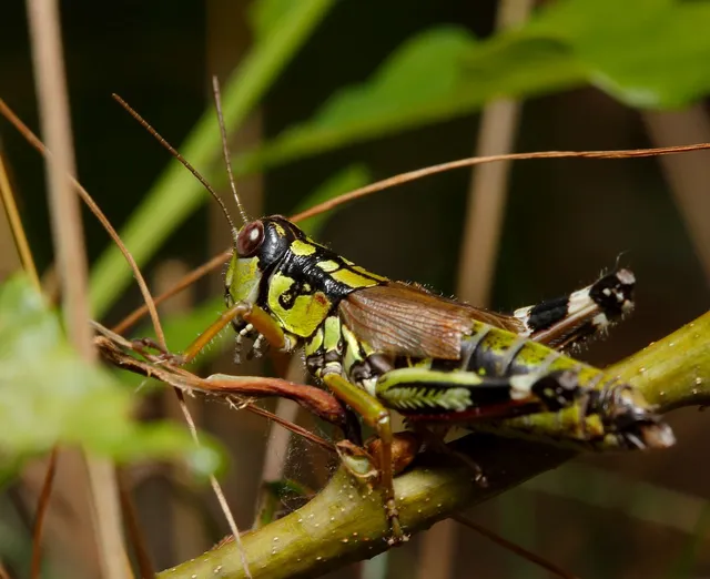 Miramella alpina - alpesi sáska