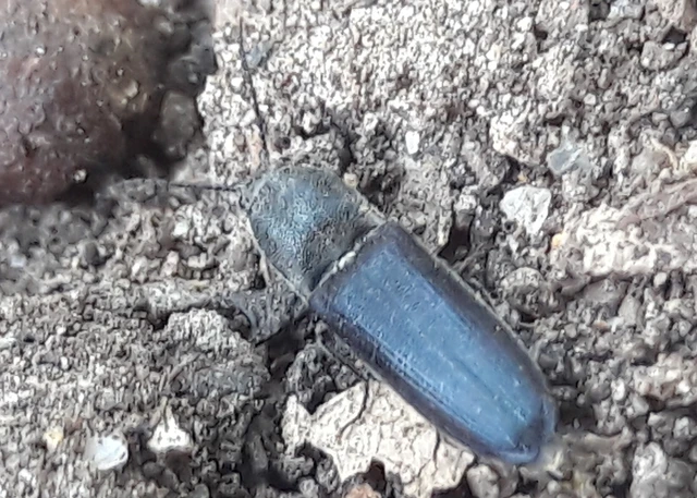 Limoniscus violaceus - kék pattanó