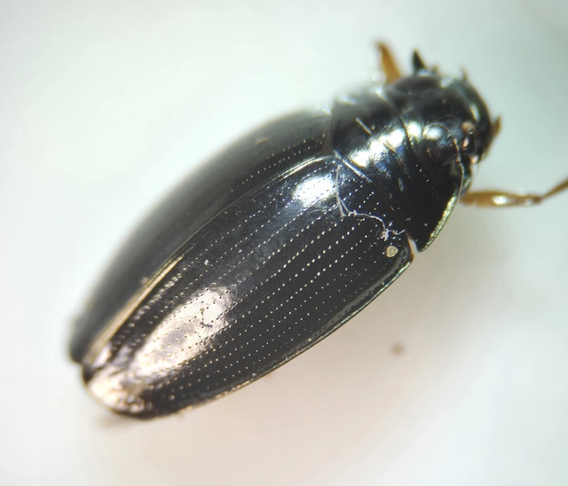 Gyrinus distinctus