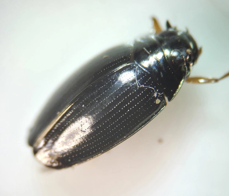 Gyrinus distinctus