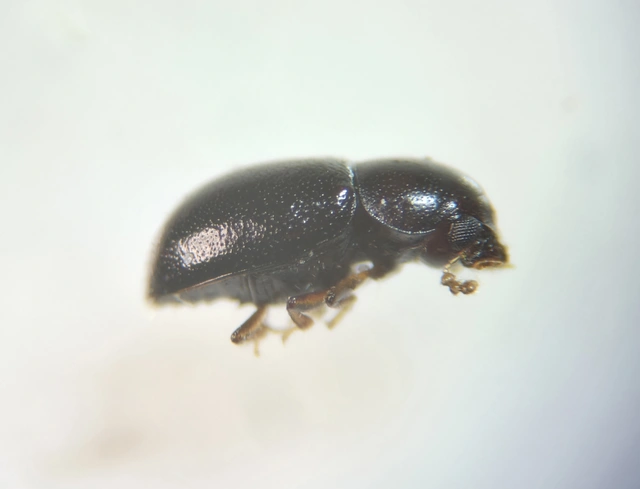 Ciidae - taplószúfélék Ciidae - taplószúfélék