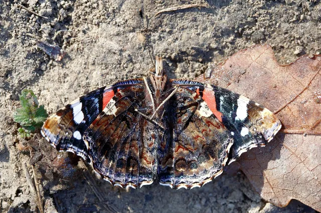 Vanessa atalanta - atalantalepke