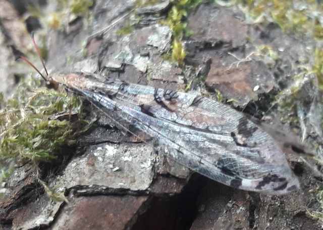 Dendroleon pantherinus - párducfoltos hangyaleső