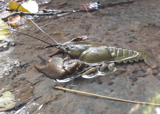 Crustacea - Rákok