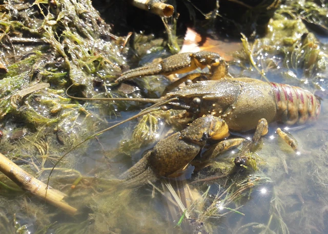 Crustacea - Rákok
