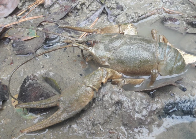 Crustacea - Rákok