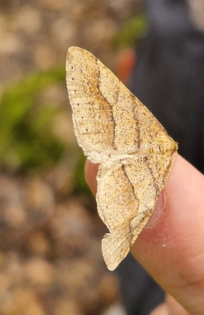 Agriopis marginaria - sárgás téliaraszoló