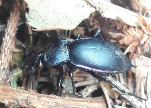 Carabus violaceus - kékfutrinka Carabus violaceus - kékfutrinka