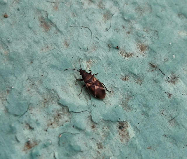 Oxycarenus modestus - égerfabodobács