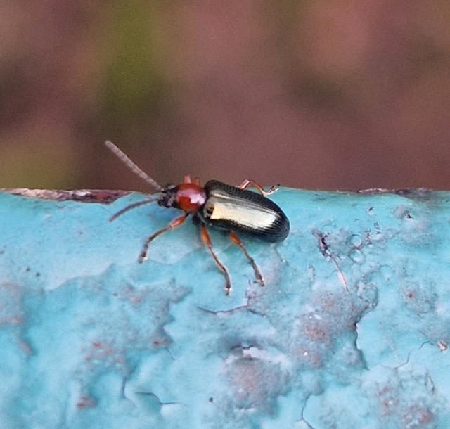Oulema melanopus/duftschmidi