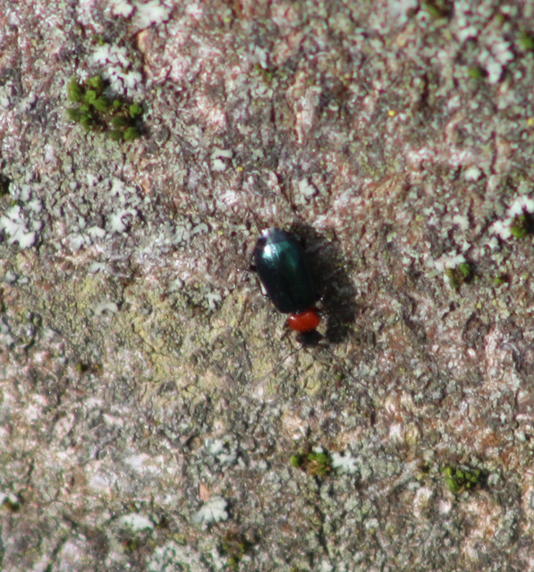 Lebia cyanocephala - pompás cserjefutó