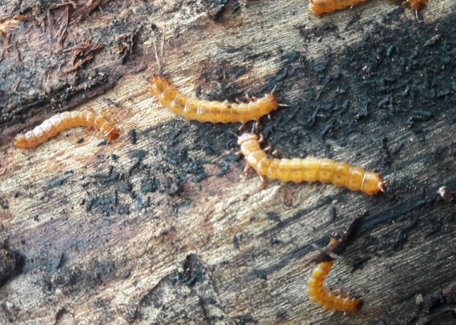 Cucujus cinnaberinus - skarlátbogár