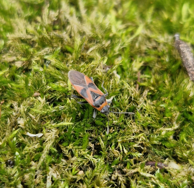 Arocatus roeselii