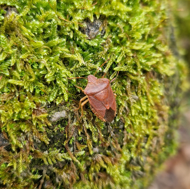Palomena prasina - zöld bogyómászó-poloska Palomena prasina - zöld bogyómászó-poloska