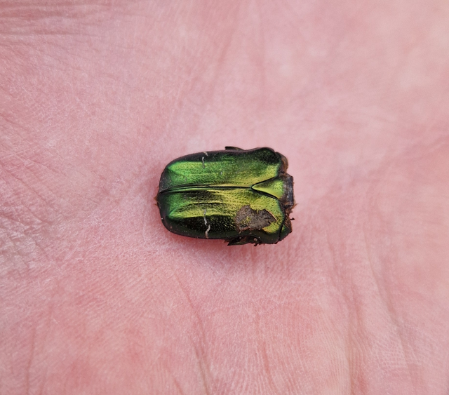 Cetonia aurata - aranyos virágbogár