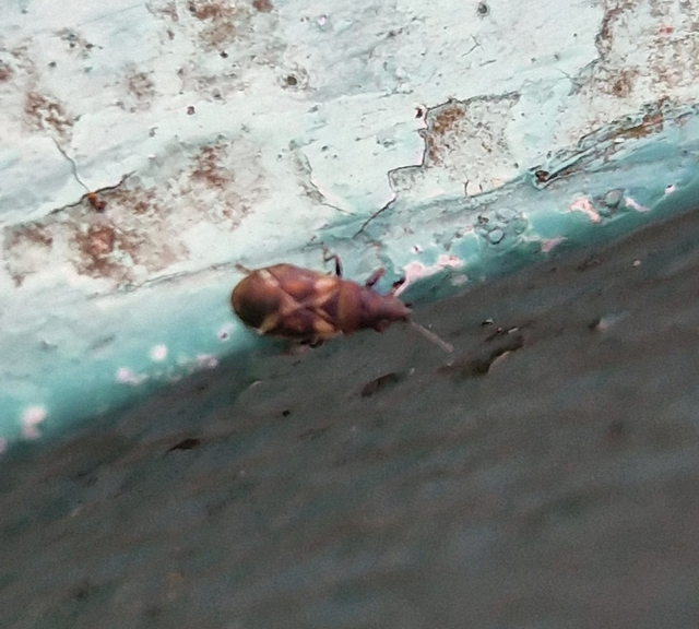 Oxycarenus modestus - égerfabodobács