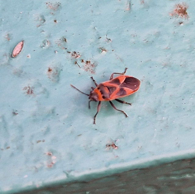 Arocatus roeselii