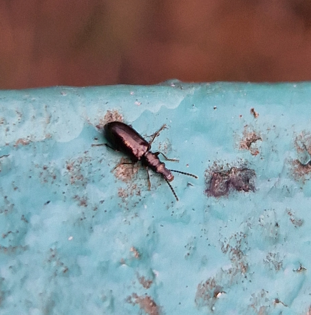 Salpingidae - álormányosfélék
