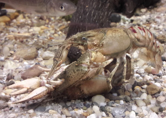 Orconectes limosus - cifrarák