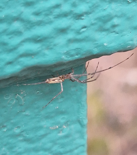 Tetragnatha