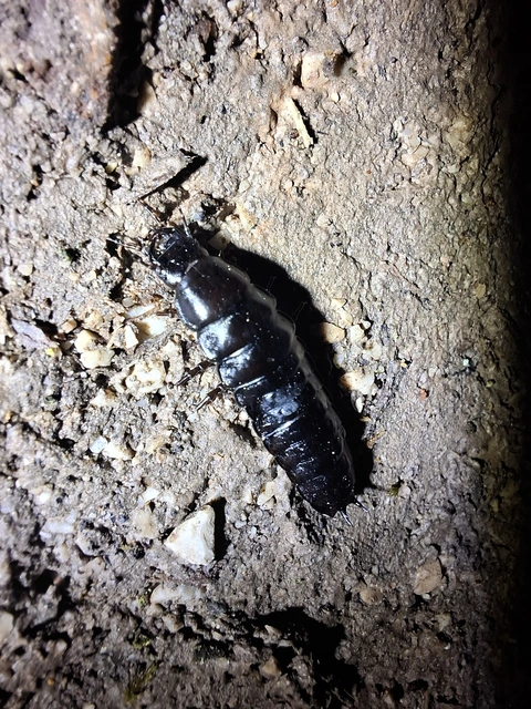 Carabus Carabus