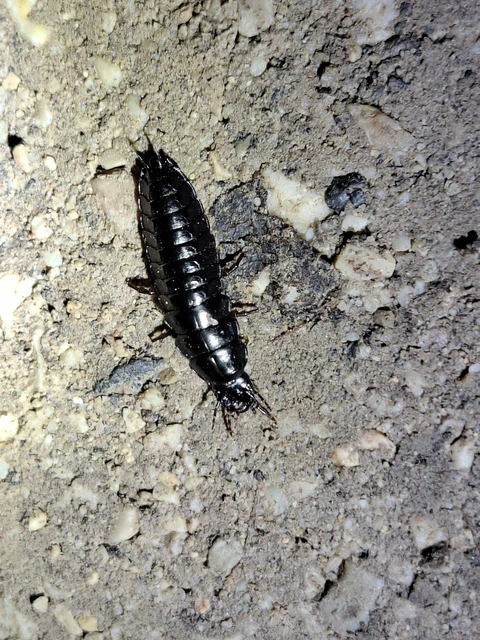 Carabus Carabus