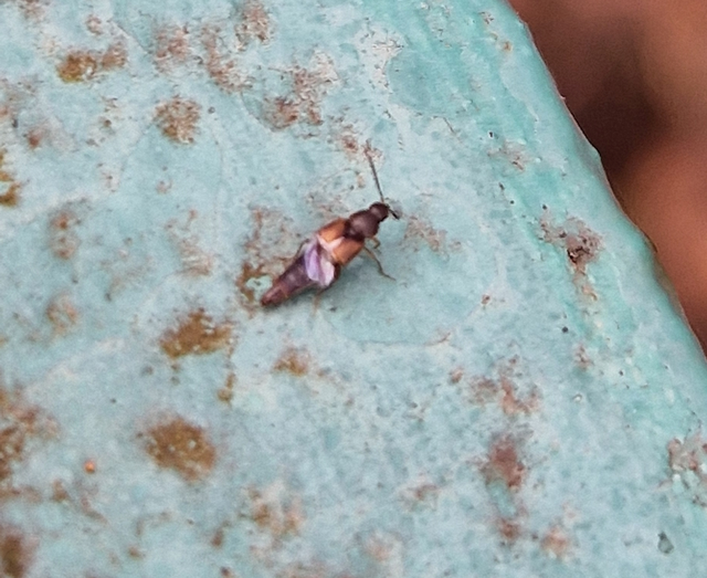 Oxypoda acuminata - közönséges pudvaholyva