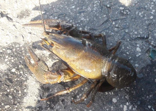 Crustacea - Rákok