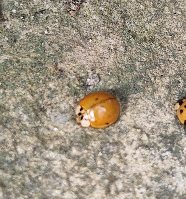Harmonia axyridis - harlekinkatica