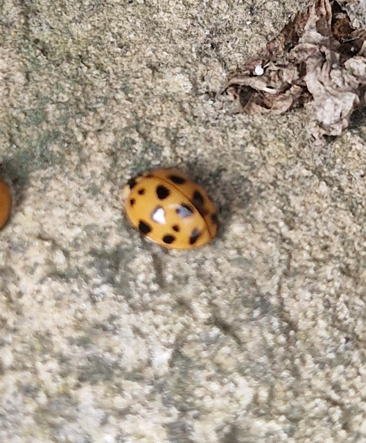 Harmonia axyridis - harlekinkatica