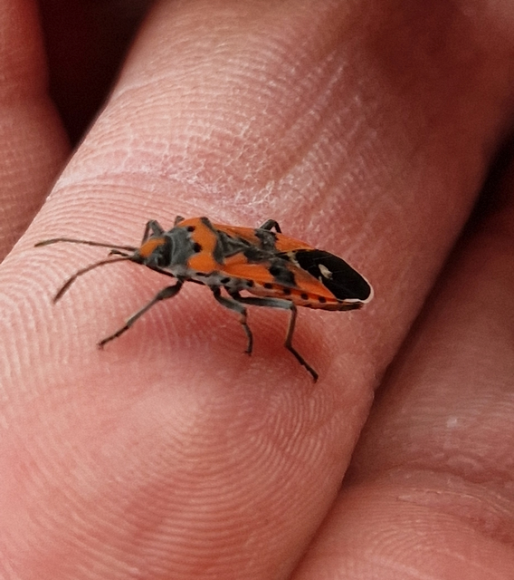 Lygaeus equestris/simulans