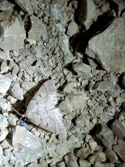 Theria rupicapraria - tavaszi kökényaraszoló