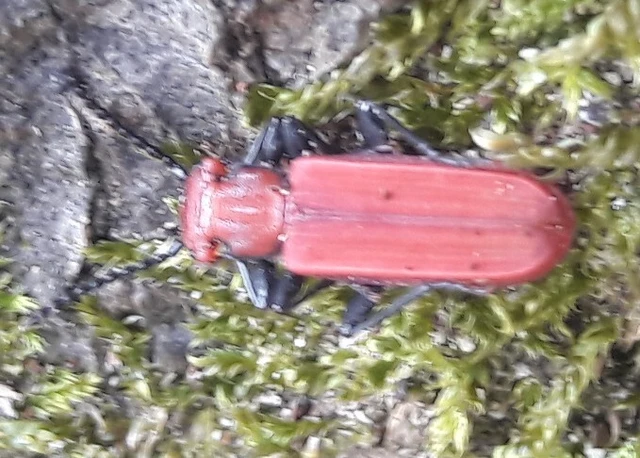 Cucujus cinnaberinus - skarlátbogár