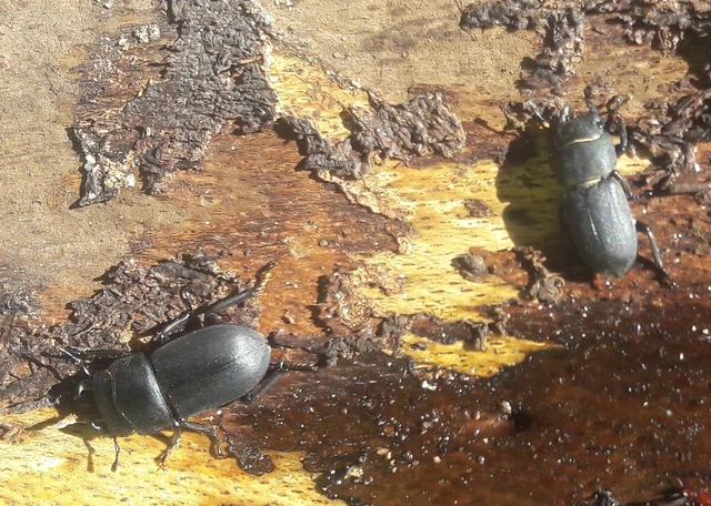 Dorcus parallelipipedus - kis szarvasbogár