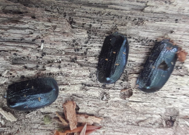 Gnorimus variabilis - nyolcpettyes virágbogár