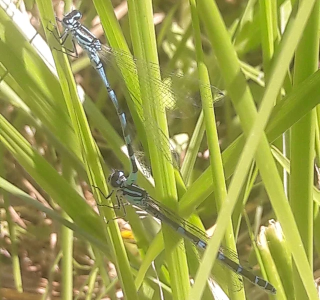 Coenagrion ornatum - díszes légivadász