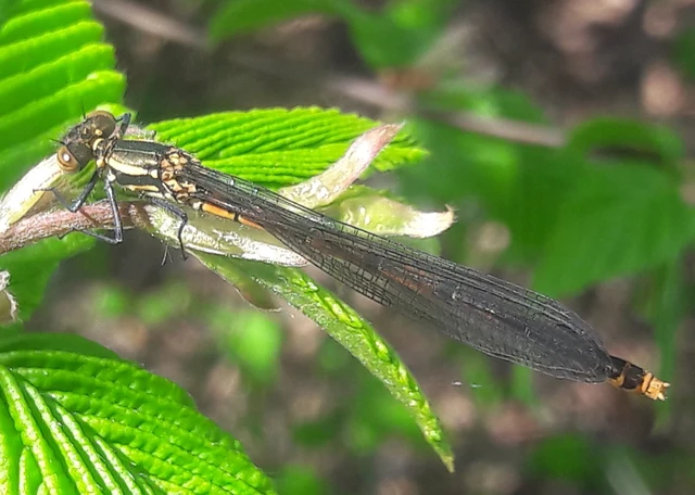 Pyrrhosoma nymphula interposita - vörös légivadász