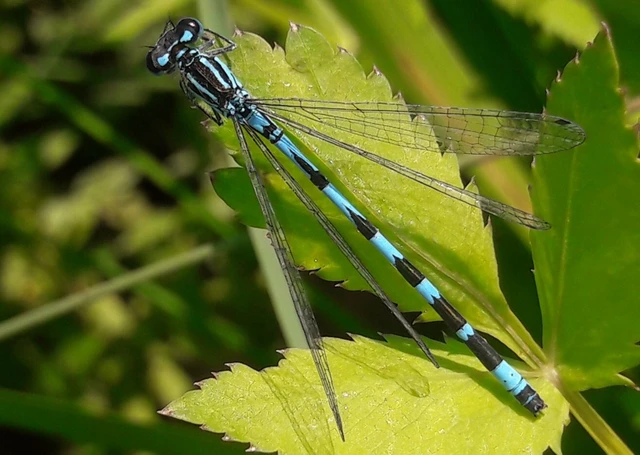 Coenagrion ornatum - díszes légivadász