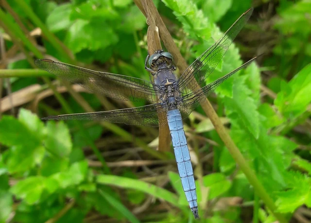 Orthetrum coerulescens - karcsú pásztorszitakötő