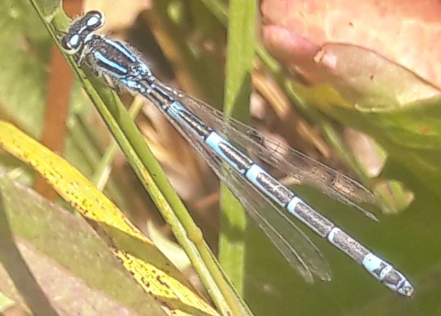 Coenagrion scitulum - mediterrán légivadász