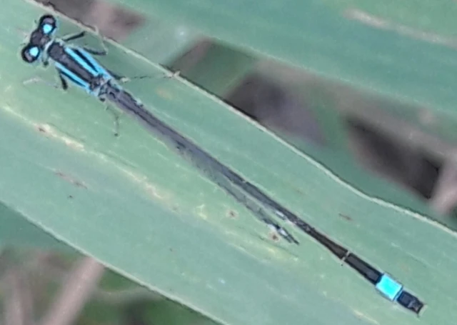 Ischnura elegans pontica - kéköves légivadász