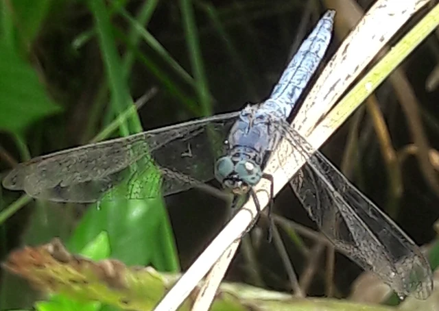Orthetrum coerulescens - karcsú pásztorszitakötő