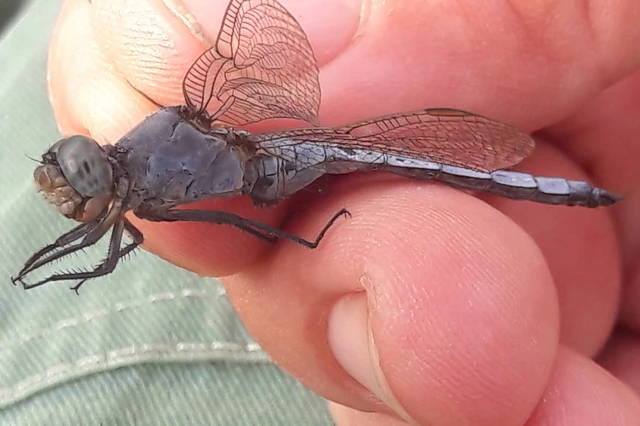 Orthetrum coerulescens - karcsú pásztorszitakötő