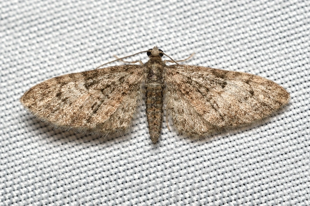 Eupithecia abbreviata - korai törpearaszoló